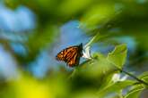 Iconic monarch butterflies to receive federal protection