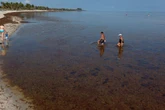 Beachgoers beware! A record algae bloom is headed for South Florida