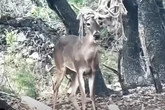 ‘Emo deer’ is spotted in Texas, officials say he’s ‘totally fine’