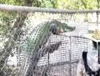 Fence climbing crocodile at Australian wildlife park alarms visitors