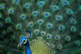 Man heads to prison for an attempted murder over peacocks