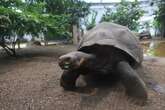 Tortoises can slow down ageing process, study suggests