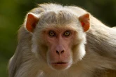 Second escaped monkey killed in Mississippi, one remains on the run