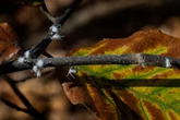 Fuzzy white bugs are swarming in the Southeast and annoying residents