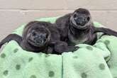 Critically endangered penguin chicks born at Michigan zoo