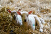 Sixteen people fall ill in disease outbreak linked to petting farm