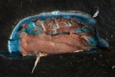 Wild pigs with ‘bright blue’ flesh are showing up around California