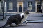 Starmer ducks Trump cats and dogs row but promises photo of new kitten