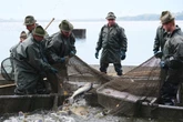 Fishermen gather to catch fish for traditional Christmas meal