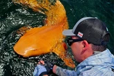 Extremely rare orange shark discovered in the Caribbean