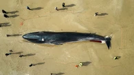 Japan to allow commercial catching of fin whales