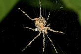 Spiders found weaving decoy versions of themselves to escape predators