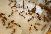 There are about 20,000 trillion ants on Earth, study finds