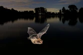 Why a bat in the attic could see home improvement costs soar