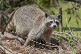 Rabies is making a comeback: here’s what you need to know
