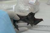 New bat coronavirus discovered in Brazil – but risks are unclear