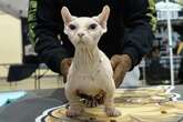 Warning over hairless ‘bullycats’ amid rising trend on social media