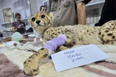 Cheetah cubs rescued before they are lost to illegal trade