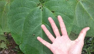 Unique toxin in poisonous Australian tree may lead to new painkillers
