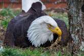 Murphy, the bald eagle and foster dad , has died after storms