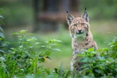 Labrador-sized big cat could be reintroduced into wild in UK