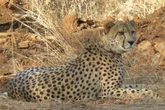 Driver set to be disciplined for giving water to India cheetahs