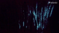 Scientists think they know what the first glow-in-the-dark animal was