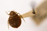 Bedbug numbers soared when humans left caves and moved to cities