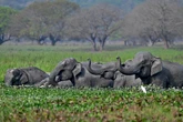 Video journalist shooting wild elephants trampled to death