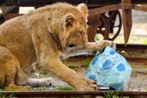 Lions maul veteran zookeeper to death at Bangkok safari park