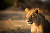 A lion killed a lioness at Ohio zoo after a door separating them broke