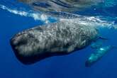 Sperm whales ‘modulate clicks in similar way to human speech’