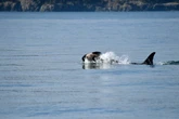 Heartbreak as endangered orca seen carrying dead calf once again