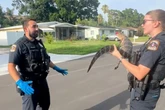 New Florida cop’s first gator grab has internet snapping with laughter