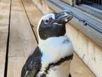 Penguin that made dash for freedom into open sea found safe