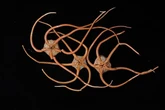 Deep-sea animals interconnected across globe via ocean ‘superhighway’