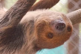 Nine sloths rescued from Florida warehouse are on the mend
