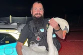 Police officer rescues swan in ‘Hot Fuzz’ moment