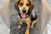 Freddie the K9 beagle returns to work after being kicked by passenger