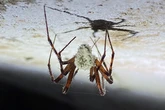 Fungus-encrusted zombie spiders spotted in US and around the world