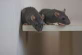 Mice perform CPR-like resuscitation on each other, new research shows