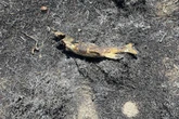 Fish falls from sky and sparks brush fire in Canada, officials say