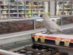 Cockatoo inside Sydney supermarket rescued after four weeks