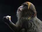 Zoo reveals cause of mysterious monkey deaths as toll rises to 11