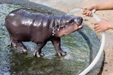 Moo Deng: Why is the internet obsessed with a viral baby hippo?