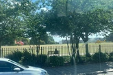 Two children seriously injured after tree falls in public park