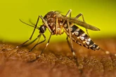 Mosquitoes that can spread fatal diseases invade Bay Area tech hub
