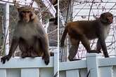 Police warning as ‘really big’ monkeys spotted roaming around Florida