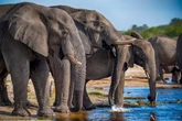 New research reveals elephants have been trying to communicate with us