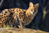 Two arrested for smuggling exotic cats on Spanish tourist hotspot